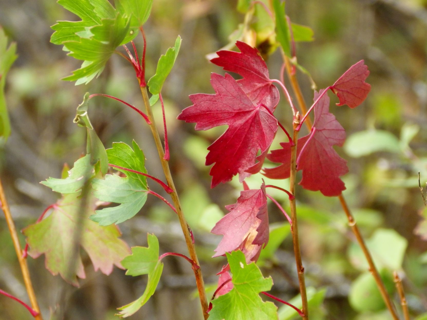 Contrasting leaves